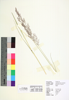 primary herbarium image