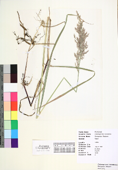 primary herbarium image