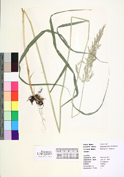 primary herbarium image