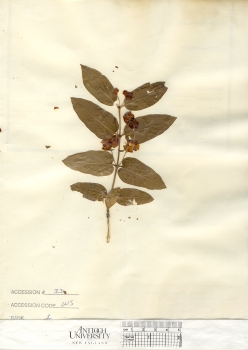 primary herbarium image