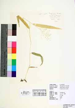 primary herbarium image