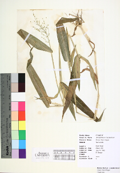 primary herbarium image