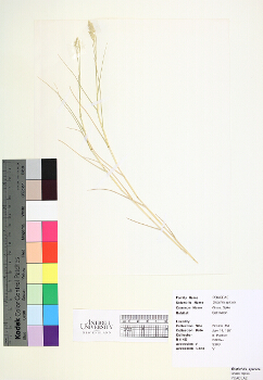 primary herbarium image