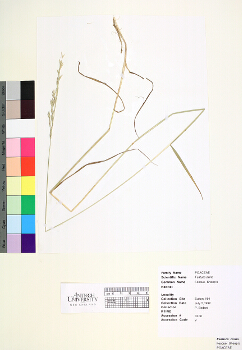 primary herbarium image