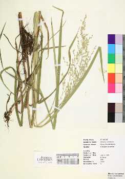 primary herbarium image