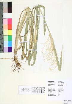 primary herbarium image