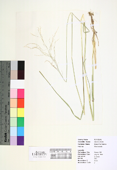 primary herbarium image