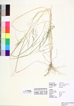 primary herbarium image