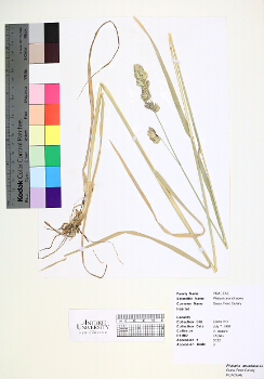 primary herbarium image