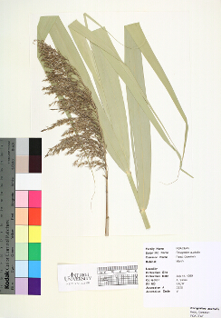 primary herbarium image