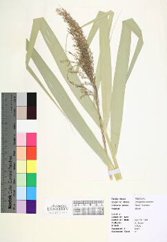 primary herbarium image