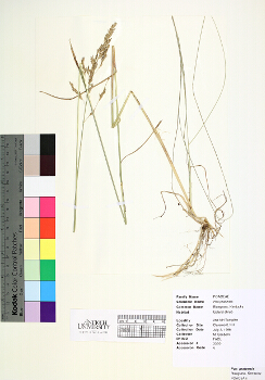 primary herbarium image