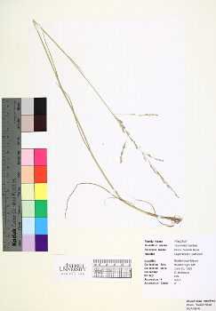 primary herbarium image