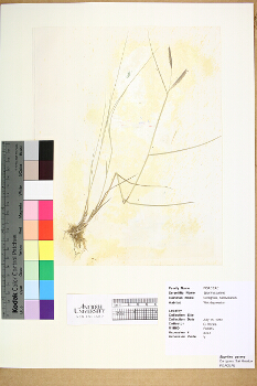 primary herbarium image