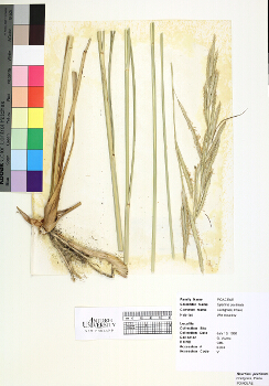 primary herbarium image