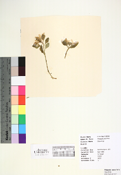 primary herbarium image