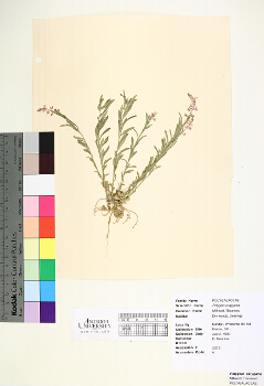 primary herbarium image
