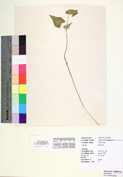 primary herbarium image
