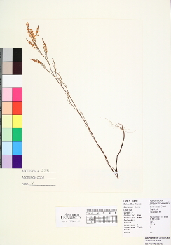 primary herbarium image