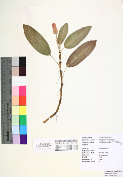primary herbarium image
