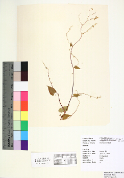 primary herbarium image