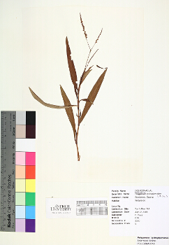primary herbarium image