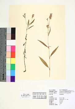 primary herbarium image