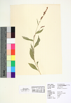 primary herbarium image