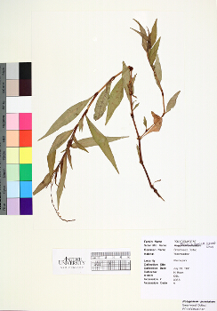 primary herbarium image