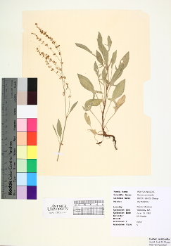 primary herbarium image
