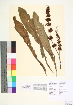 primary herbarium image