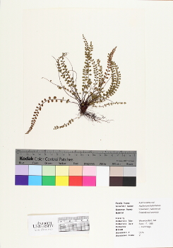 primary herbarium image