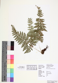 primary herbarium image
