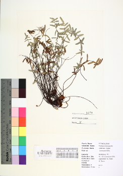 primary herbarium image
