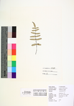 primary herbarium image