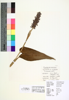 primary herbarium image