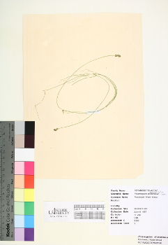 primary herbarium image