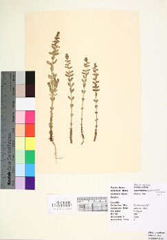primary herbarium image
