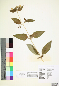 primary herbarium image