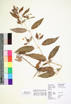 primary herbarium image