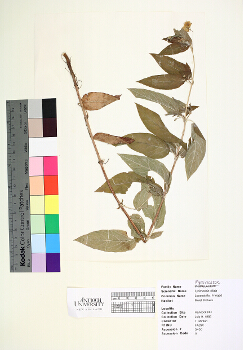 primary herbarium image