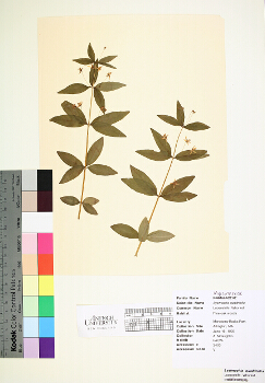 primary herbarium image