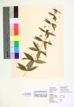 primary herbarium image