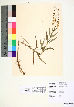 primary herbarium image