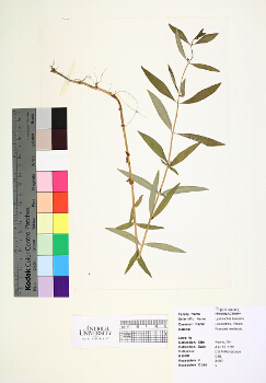 primary herbarium image