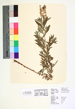 primary herbarium image