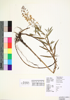 primary herbarium image