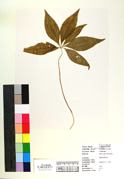 primary herbarium image