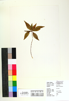 primary herbarium image