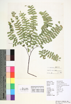 primary herbarium image